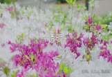 邓紫棋-透明(DJXtong小桐 写真DJ视频)