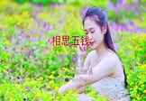 李尚雅-相思五钱(DJpad仔 写真DJ视频)