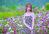 邓岳章-飞花(DJ阿卓 写真DJ视频)