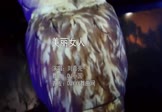 刘嘉亮-美丽女人(DJ小国 夜店DJ视频)