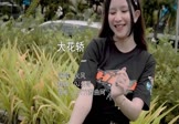火风-大花轿(DJ东哥 热舞DJ视频)